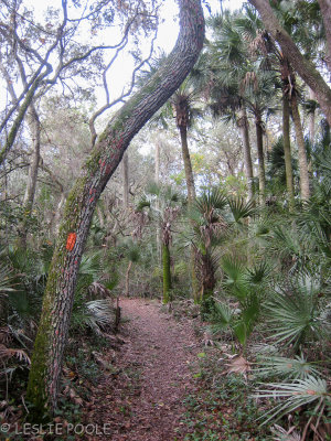 Ocala Trail, Ocala National Forest