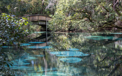 Juniper Springs Recreation Area, Ocala National Forest, FL