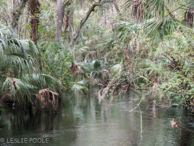 Hillsborough River, Wilderness Park, Tampa, FL