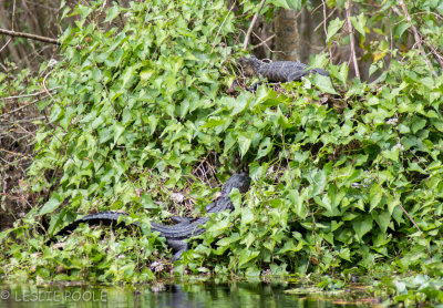 Hillsborough River, Wilderness Park, Tampa, FLargent's Park to Morris Bridge Road. 