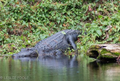 Hillsborough River, Wilderness Park, Tampa, FL