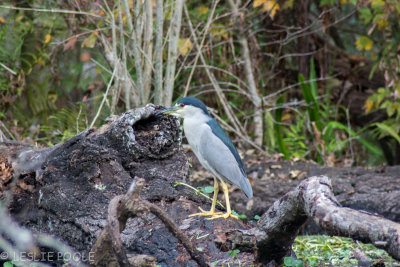 Hillsborough River, Wilderness Park, Tampa, FL