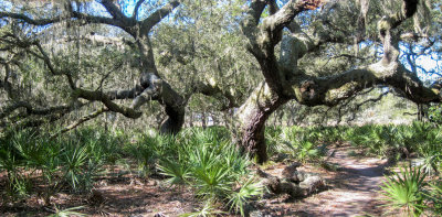 Wilderness Park, Main Bike Trail, Tampa, Florida