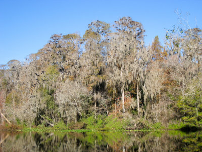 Hillsborough River, Wilderness Park, Tampa, FL