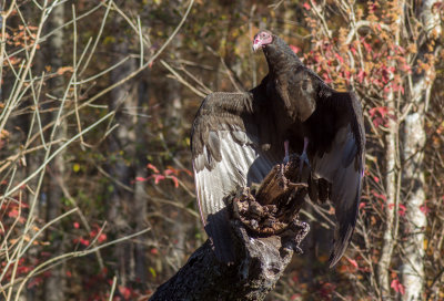 Black Vulture, Hillsborough River, Wilderness Park, Tampa, FL