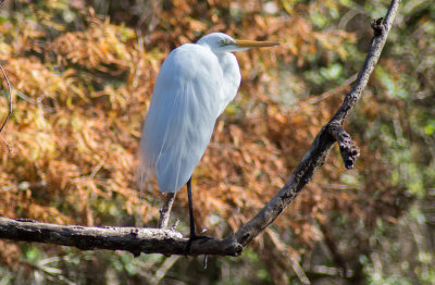 Snowy Egret, Hillsborough River, Wilderness Park, Tampa, FL
