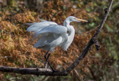 Snowy Egret, Hillsborough River, Wilderness Park, Tampa, FL