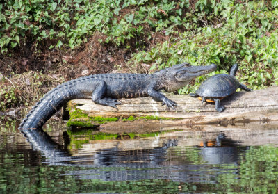 Gator and Turtle, Hillsborough River, Wilderness Park, Tampa, FL