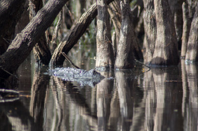 Mostly submerged gator, Hillsborough River, Wilderness Park, Tampa, FL