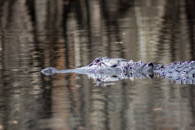 Mostly submerged gator, Hillsborough River, Wilderness Park, Tampa, FL