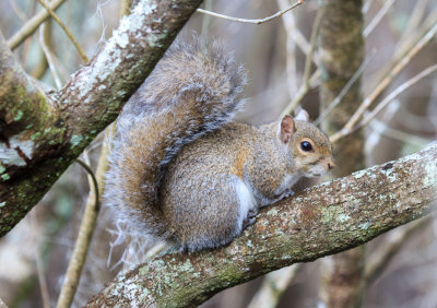Grey Squirrel, Lettuce Lake Park, Tampa, Florida