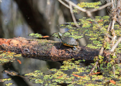 Small turtle, Lettuce Lake Park, Tampa, Florida