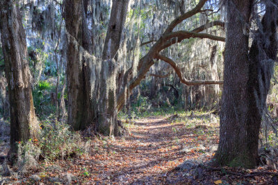 Horse Trail, Boots Faraway Farm, Candler, FL