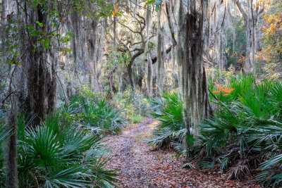 Horse Trail, Boots Faraway Farm, Candler, FL