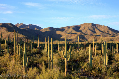 Brown Mountain Trail, Tucson Mountain Park, AZ