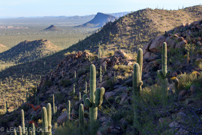 Hugh Norris Trail, Saguaro National Park, AZ