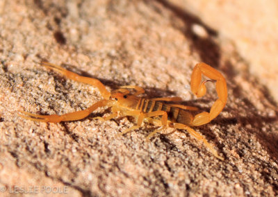 Cottonwood Canyon Road, Scorpion on Yellow Rock, Grand Staircase-Escalante Nat'l Monument, UT