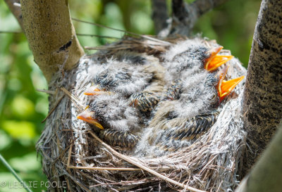Baby Birds (Day 1), Arapaho Nat'l Forest, CO
