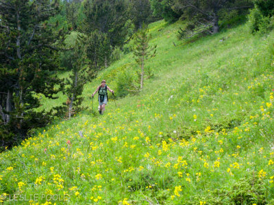 Little Hamlin Gulch, Arapaho Nat'l Forest, CO
