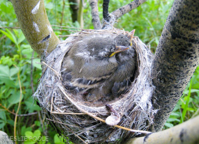 Baby Birds (Day 4), Arapaho Nat'l Forest, CO