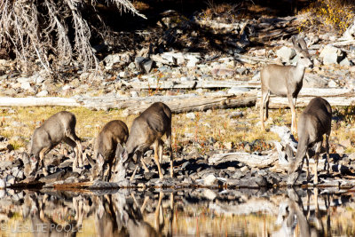 Stella Lake, Great Basin National Park, NV