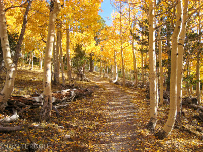 Wheeler Peak Trail, Great Basin National Park, NV
