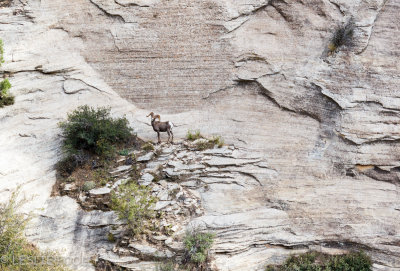 Big Horn Sheep, Observation Point Trail, Zion National Park, UT