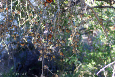 Monarch butterflies, Meyers Spring, near Dryden, TX