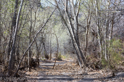 Arroyo Mexicana, Big Bend Ranch State Park, TX