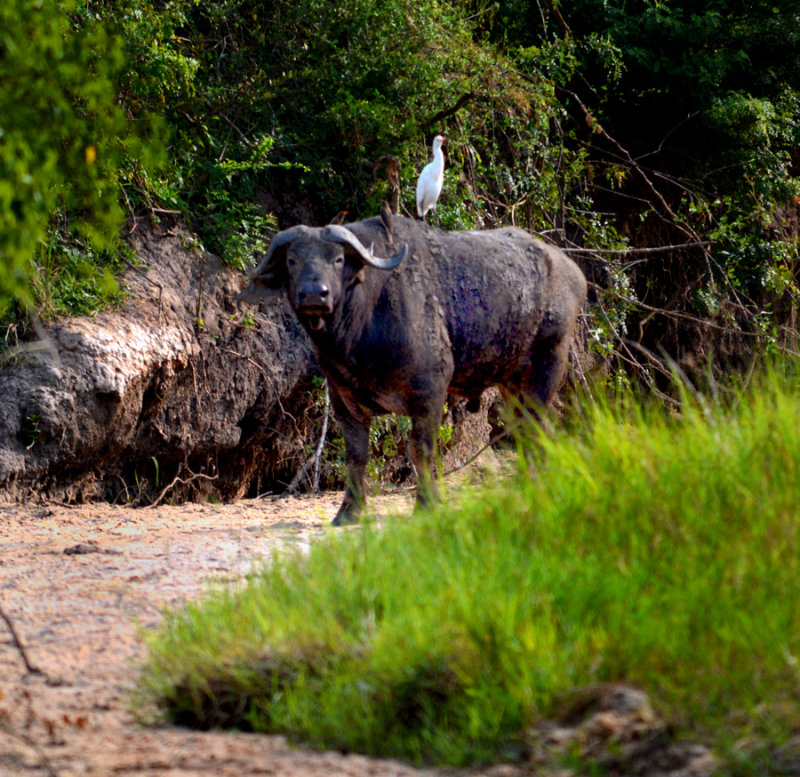 Cape Buffalo and Egret