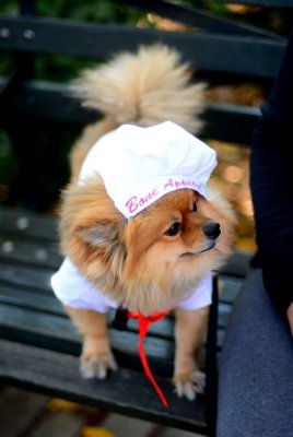 Dog Waitress