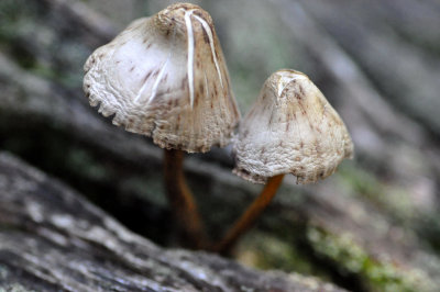 Dying Mushrooms