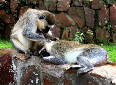 Vervet Monkeys