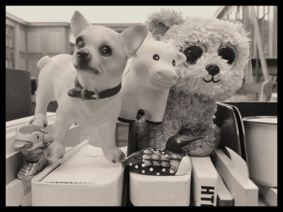 Animals in My Office