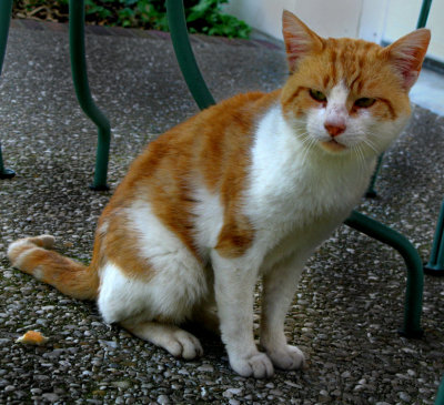Stray Cat
