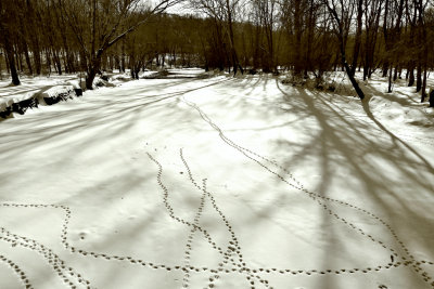 Peripatetic Animals