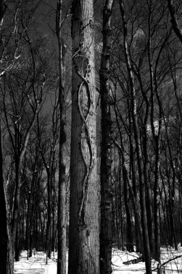 Number 8 Tree
