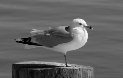 Resting the Leg