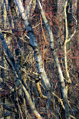 Thicket