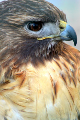 Red-tail Hawk