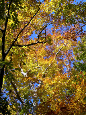 Fall Colors