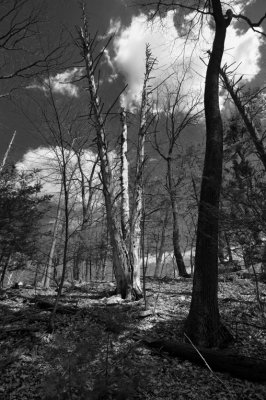 Dead Trees