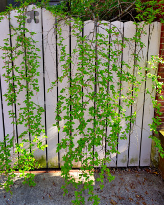Vine