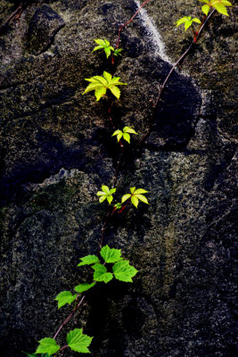 Plants on the Rocks