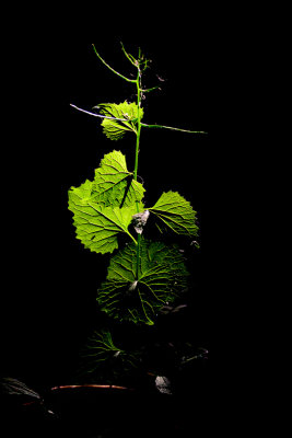 Darkness will not overcome Life