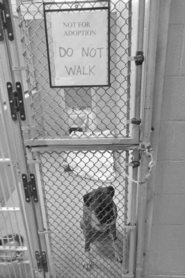 Shelter Animals