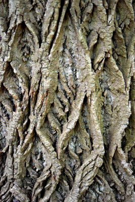 Tree Bark