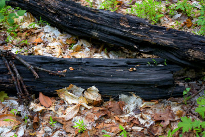 Rockleigh Woods