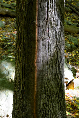 Frost Crack on Maple