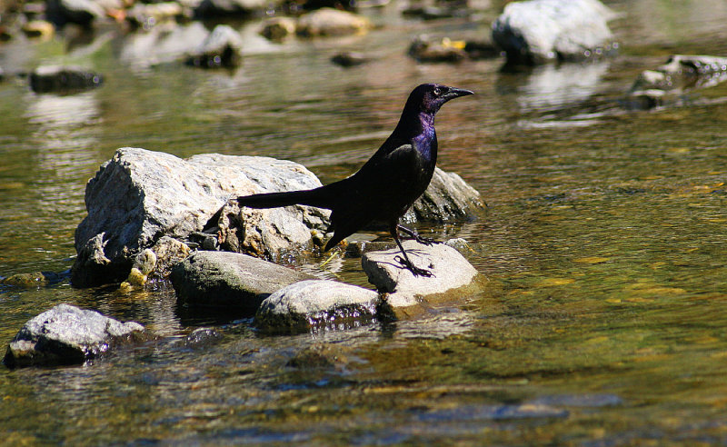 Corneille d'Amrique / American Crow.